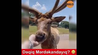 Dəqiq Mərdəkandayıq? 😅😅😂 #merdekan