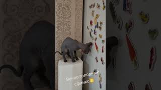 Сколько сфинкса не корми,ему все мало🤣 #cat ##cats #sphinx #sphynx