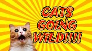 CRAZY CATS, CATS GONE WILD