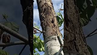 Woodpecker at Botanic Gardens, Singapore