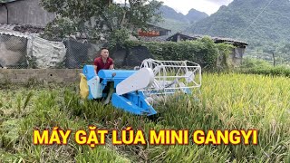 Máy gặt lúa mini GangYi - Khách Hà Quảng Cao Bằng thử máy mượt mà