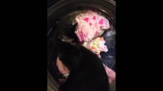 Kitten attacking washing machine