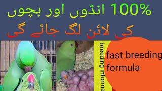 Indian ringneck fast breeding formula / ringneck parrot se breed lene ka tarika / Urdu Hindi