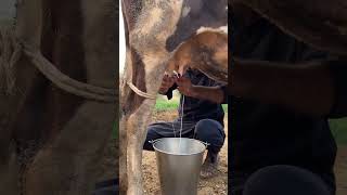 Harmony in Every Squeeze: A Captivating Glimpse into Gentle Cow Milking 🌾🐄