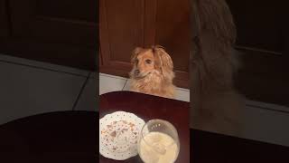 🐶：I want some