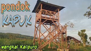 pondok KAPUK |wangkal,Kalipuro |daily coverage |2020