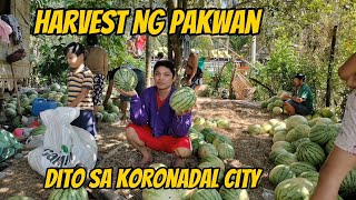 Harvest ng pakwan at magandang kabundukan dito sa mindanao