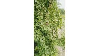 سواتی الوچہbeautiful views of a plants of swati plums must likead subscribe for more videos