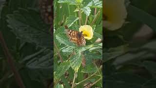 borboleta na flor 🌼 de chanana