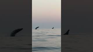 Quad Humpback Whales Breach