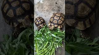 Kiku dan gacu sedang makan dengan tertib di pagi hari part 9 #shorts #animals