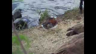 Fearless Mandarin Duck at the Los Gatos Creek