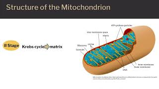 ATP Cycle and Cellular Respiration