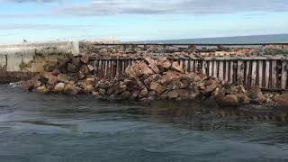 Seal Watching at Lakes Entrance, Australia