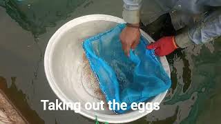 Tilapia egg collection and ways of hatching tilapia eggs