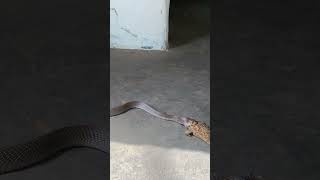 #sagarsahu #newsheadlines #chhattisgarh #snake #funny #cobra #trendingnews #cobras #animal #korba