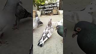 यह कबूतरी कितनी घंटे उड़ती होगी बताइए 👍💓 #viral #highflyingpigeon #trending