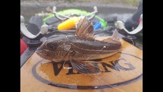 Loch Leven Kayak Fishing :Species Hunt