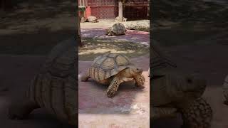 черепашки в Dubai Safari Park🐢