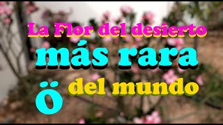 La flor del desierto más rara del mundo| Fototropismo y etiolación