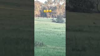 Kangaroos jump around # wow 😯 # wildlife