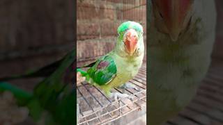 মিঠুর তাকাও #bird_likes #bdbird #parrot #viralvideo #indianparrot