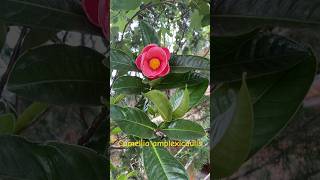 Hải đường Việt Nam, Camellia amplexicaulis, chi Trà Camellia #hoahaiduong