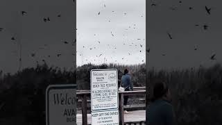 #avalonnj #purplemartins #birdwatch ##njshore #endofseason #localsummer