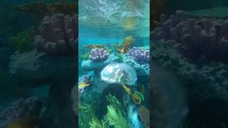 UNDER the WATER💦😻👍Finding Nemo Submarine Voyage #underwater #underwaterworld