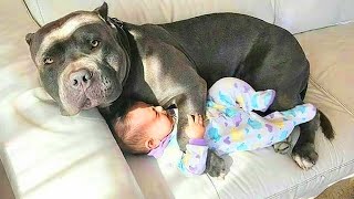 Having Protective Dogs are Awesome 😲 Cute Moments Dog and Human