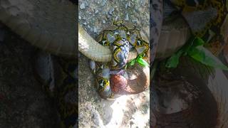 কিং কোবরা বনাম অজগরের লড়াই কে জিতবে? King Cobra vs Python Fight #snake #snakevideo #kingcobra #সাপ