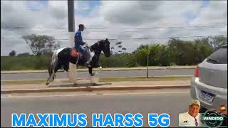 MÁXIMUS HARAS 5G VENDIDO #mangalargamachador/#mangalargadobrasil/#mangalargadeelite/#viral_video