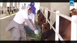 #Alkhidmat has set up cattle farms  to keep the #donated Qurbani animals in best health and fitness.