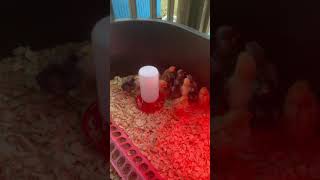 The Chicks Are In! 🐥🐥🐥🐥🐥