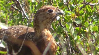 Willow Ptarmigan! | Spot