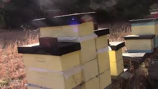 How to insulate hives for the winter