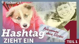 Vom Welpen zum Lieblingshund: Die ersten Tage mit Border Collie "Hashtag" – Episode 1