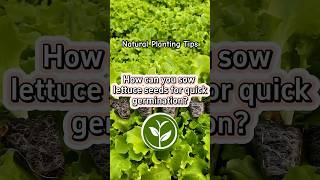 How can you sow lettuce seeds for quick germination? #plants #shortvideo #garden #youtubeshorts