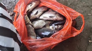 Sharing Umpan Ikan Mas Dll LIVE STRAIMING #vlog 042