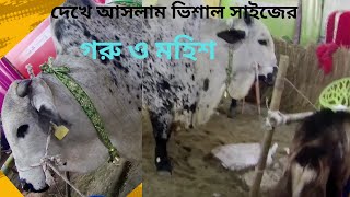 দেখে আসলাম অনেক বড় বড় গরু ও মহিশ।subs@UtshaTheAntiHero