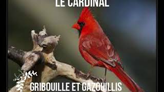 Activité pour enfants "Le Cardinal"