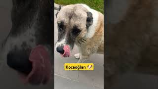 Kocaoğlan🐶#köpek #köpüş #köpeksevgisi #dog #doglover #doglovers #doglove #dogvideos #dogshorts#dogs