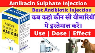 Amikacin Sulphate Injection | Amikacin Injection Veterinary | Amikacin Injection Uses Hindi.