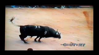 NAZARENO  de la ganadería del  Paiportero ,  concurso de toros  en    TORREBLANCA .