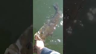 Big Bass Release!