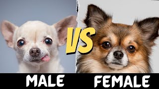 Male VS Female Chihuahua | Difference between Male and Female Chihuahua