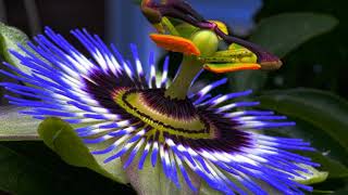 Passion  Flowers_4