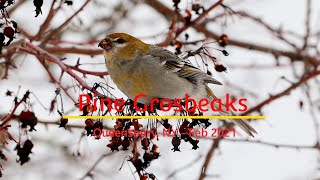 Pine Grosbeaks - Finchfest 2020-2021