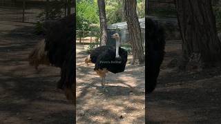 FAKTA UNIK OSTRICH | BURUNG TERCEPAT DI DUNIA❗😱 #faktaunik #shorts #ostrich