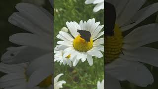 Full Bloom Daisies | Butterfly Circling A Daisy | Amazing Daisy Footage | Relaxing Short